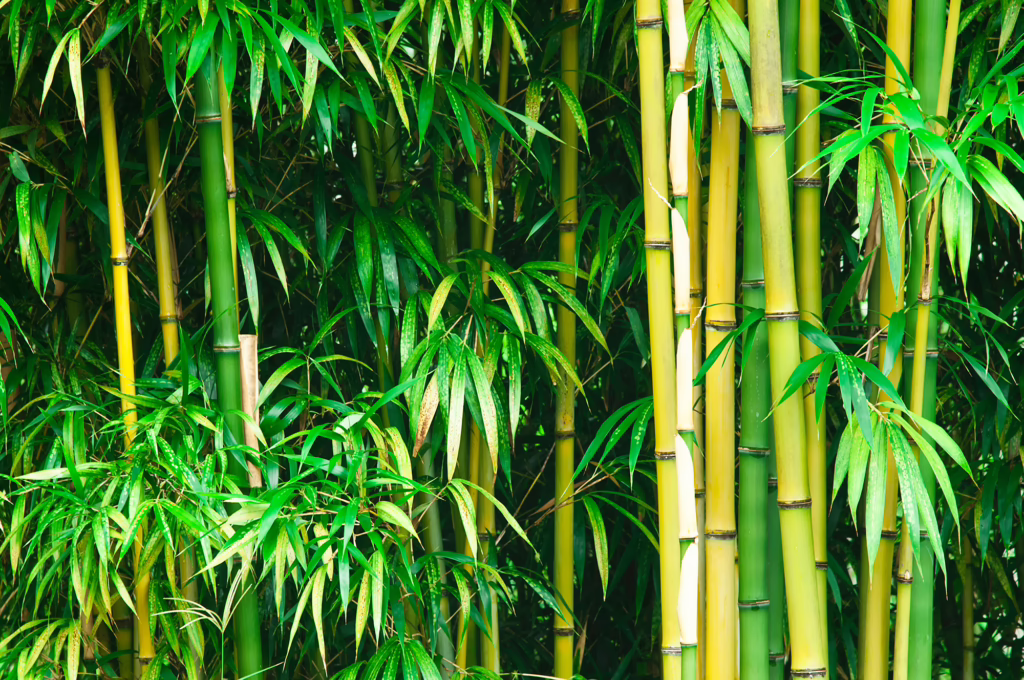 Why This Privacy Plant Can Become a Property Nightmare